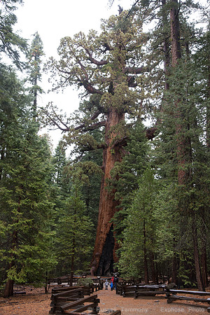 Mariposa Grove - Yosemite NP
