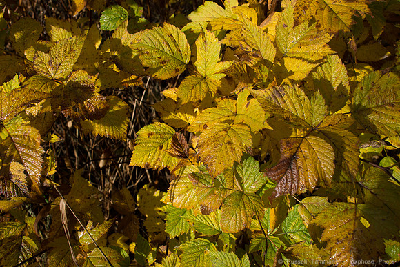DSC03542
