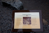 Mariposa Grove - Yosemite NP