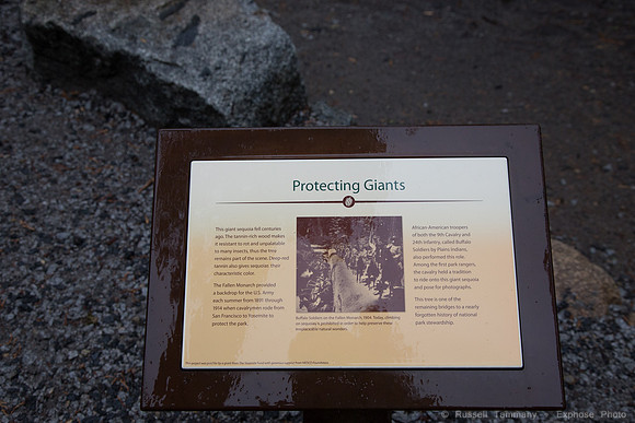 Mariposa Grove - Yosemite NP