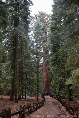 Mariposa Grove - Yosemite NP