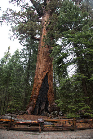 Mariposa Grove - Yosemite NP