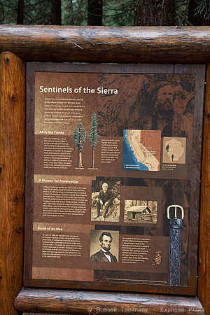 Mariposa Grove - Yosemite NP