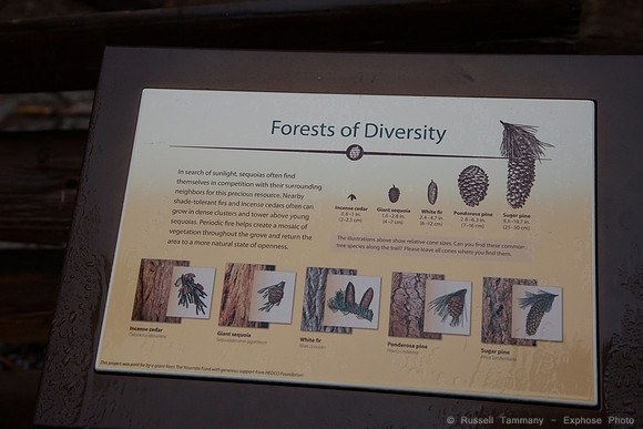 Mariposa Grove - Yosemite NP
