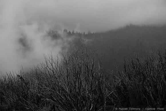 Old Coulterville Rd / Foresta - Yosemite NP