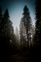 Bass Lake Area