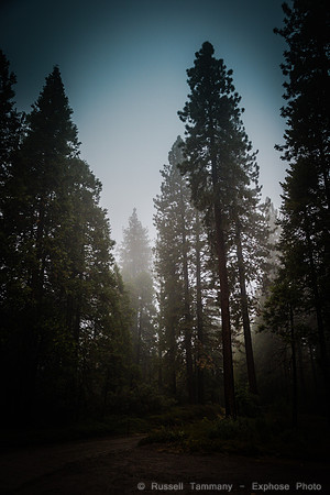 Bass Lake Area