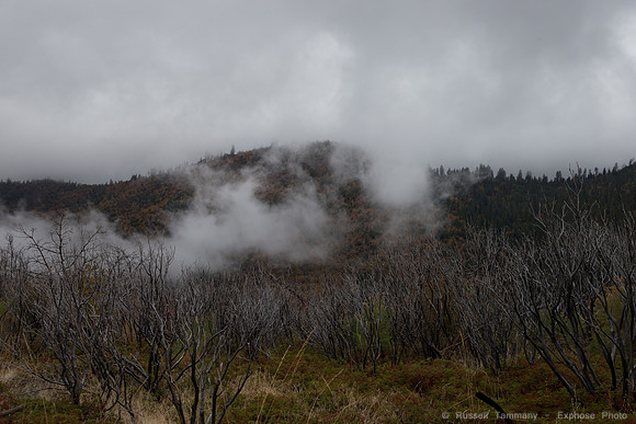 Old Coulterville Rd / Foresta - Yosemite NP