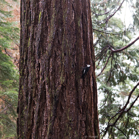 Mariposa Grove - Yosemite NP