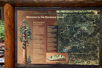 Mariposa Grove - Yosemite NP