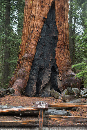 Mariposa Grove - Yosemite NP