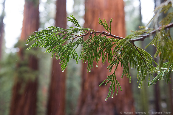 Mariposa Grove - Yosemite NP