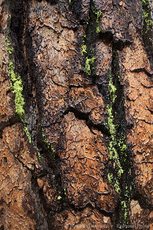 Mariposa Grove - Yosemite NP