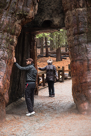 Mariposa Grove - Yosemite NP