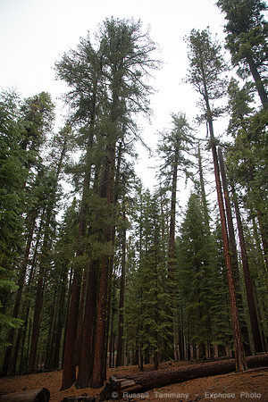 Mariposa Grove - Yosemite NP