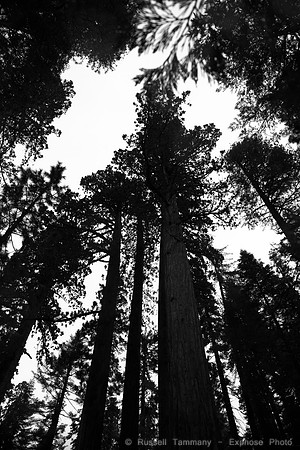 Mariposa Grove - Yosemite NP