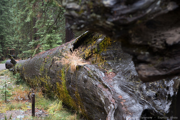 Mariposa Grove - Yosemite NP