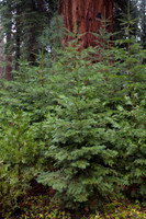 Mariposa Grove - Yosemite NP