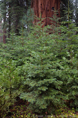 Mariposa Grove - Yosemite NP
