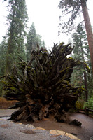 Mariposa Grove - Yosemite NP