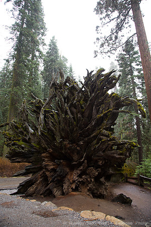 Mariposa Grove - Yosemite NP