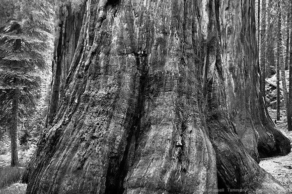 Mariposa Grove - Yosemite NP