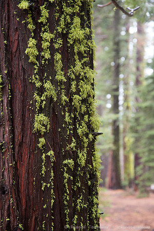 Mariposa Grove - Yosemite NP