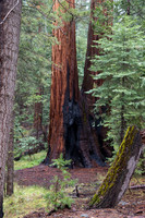 Mariposa Grove - Yosemite NP
