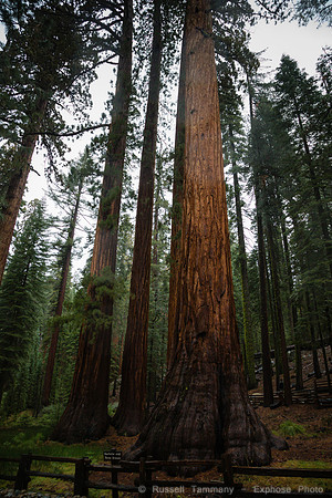 Mariposa Grove - Yosemite NP