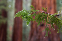 Mariposa Grove - Yosemite NP