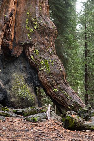 Mariposa Grove - Yosemite NP