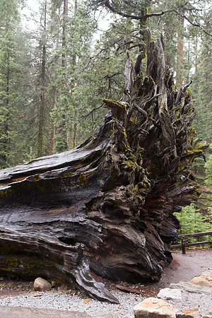 Mariposa Grove - Yosemite NP