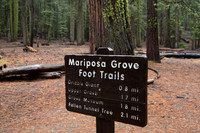 Mariposa Grove - Yosemite NP