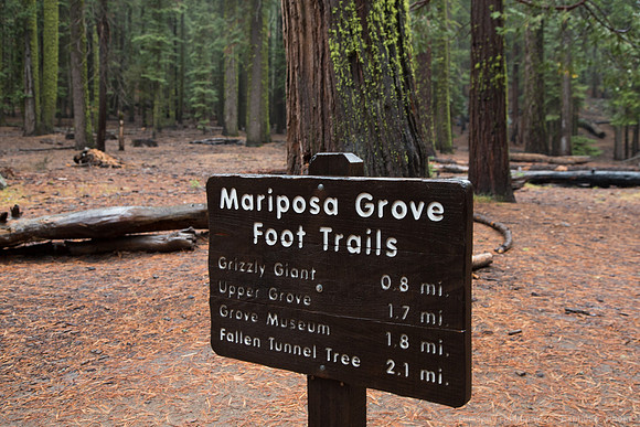 Mariposa Grove - Yosemite NP