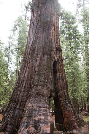 Mariposa Grove - Yosemite NP
