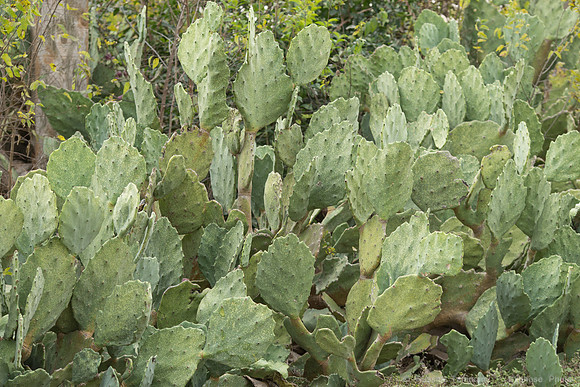 DSC04490