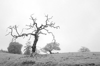 1D3_8341