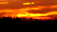 1D3_6309
