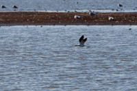 San Pablo Bay Area