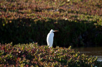 San Pablo Bay Area
