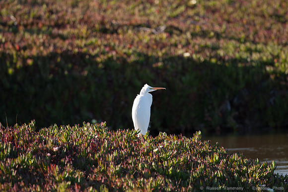 San Pablo Bay Area