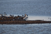 San Pablo Bay Area