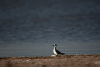 San Pablo Bay Area