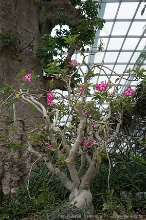 DSC06416