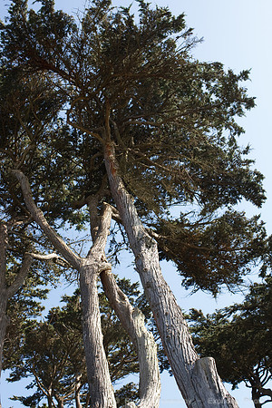 Lands End & Sutro District