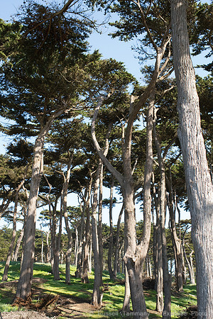 Lands End & Sutro District