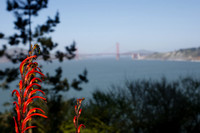 Lands End & Sutro District