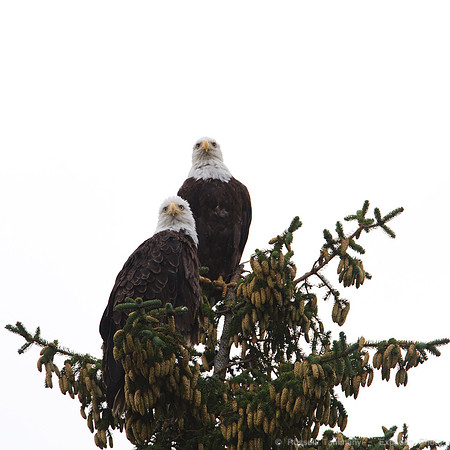 Bald Eagles, Haines, AK