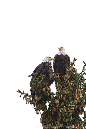 Bald Eagles, Haines, AK