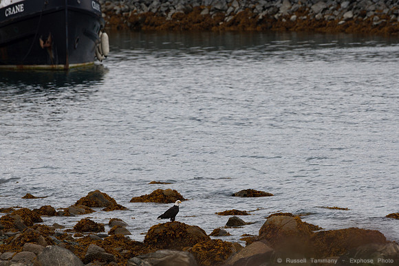 Bald Eagles, Haines, AK